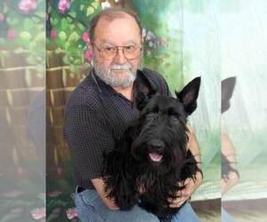 Father of the Scottish Terrier puppies born on 12/15/2019