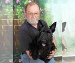 Small Photo #1 Scottish Terrier Puppy For Sale in WHITE CITY, OR, USA