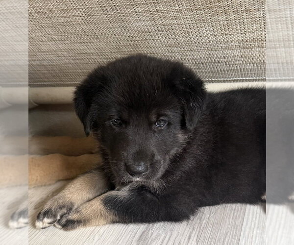 Medium Photo #1 German Shepherd Dog Puppy For Sale in Bolivar, MO, USA