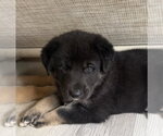 Small German Shepherd Dog