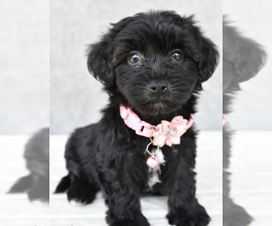Yo-Chon Puppy for sale in LOWELL, MA, USA