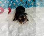 Small Photo #7 Yorkshire Terrier Puppy For Sale in NORMANGEE, TX, USA