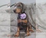 Small Photo #4 Doberman Pinscher Puppy For Sale in POMEROY, OH, USA