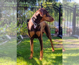 Brandy - Female Doberman Pinscher Dog for Adoption - Photo #14
