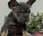 Small Photo #22 French Bulldog Puppy For Sale in GOSHEN, IN, USA