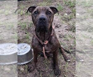 ZARA - Female American Pit Bull Terrier Dog for Adoption - Photo #3