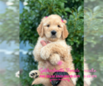 Puppy Puppy 6 Goldendoodle