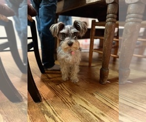 Schnauzer (Miniature) Puppy for sale in KINGSPORT, TN, USA