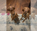 Small #6 Vizsla