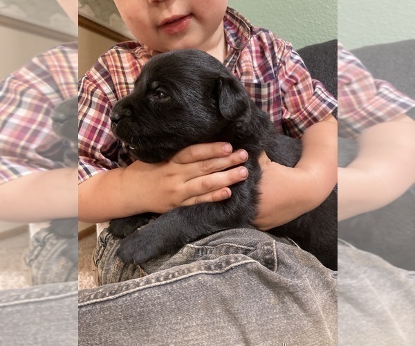 Medium Photo #1 Labrador Retriever Puppy For Sale in AUGUSTA, WI, USA