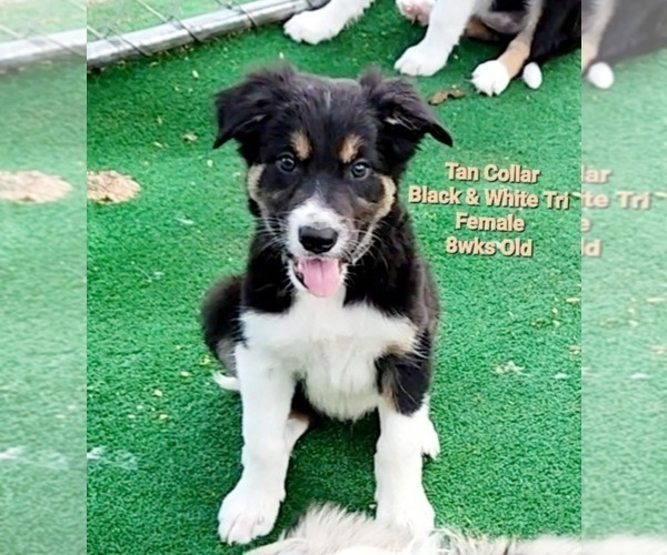 Medium Photo #2 Border Collie Puppy For Sale in ELMENDORF, TX, USA