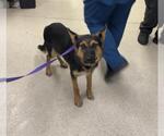 ARCHER - Male German Shepherd Dog Dog for Adoption - Small photo