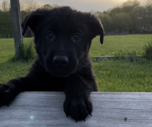 German Shepherd Dog Puppy for sale in ALGONQUIN, IL, USA