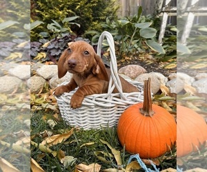 Dachshund Puppy for sale in MIDDLEBURY, IN, USA