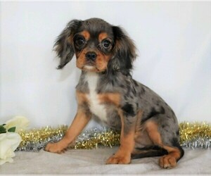 Cavalier King Charles Spaniel Puppy for sale in FREDERICKSBG, OH, USA