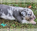 Small Catahoula Leopard Dog