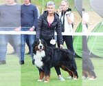 Small Photo #1 Bernese Mountain Dog Puppy For Sale in Hatvan, Heves, Hungary