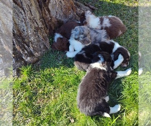 Aussiedoodle Litter for sale in GREENVILLE, PA, USA