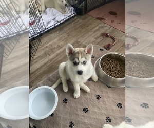Pomsky Puppy for sale in HOWELL, MI, USA