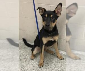 German Shepherd Dog-Unknown Mix Dogs for adoption in Conroe, TX, USA