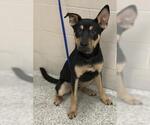 Small German Shepherd Dog Mix