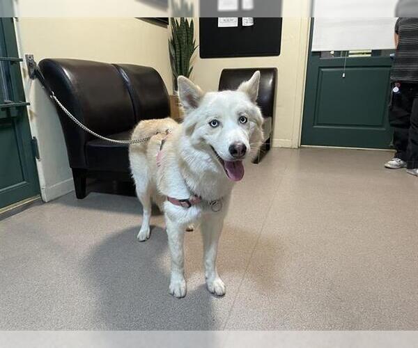 Medium Photo #1 Siberian Husky-Unknown Mix Puppy For Sale in Pasadena, CA, USA