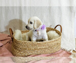 Image preview for Ad Listing. Nickname: Clover