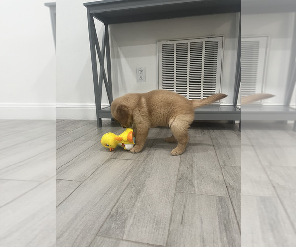 Medium Photo #4 Golden Retriever Puppy For Sale in ORLANDO, FL, USA