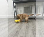 Small #3 Golden Retriever