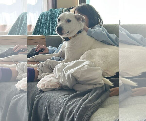 Medium Photo #9 Labrador Retriever-Unknown Mix Puppy For Sale in Germantown, OH, USA