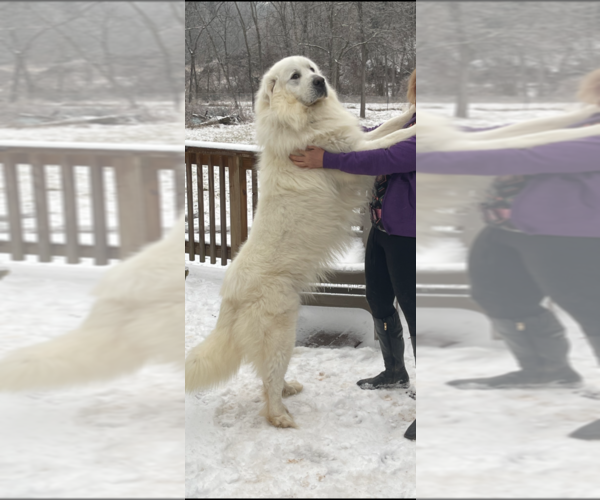 Medium Photo #1 Great Pyrenees Puppy For Sale in RED HOUSE, WV, USA