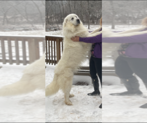 Father of the Great Pyrenees puppies born on 02/22/2021