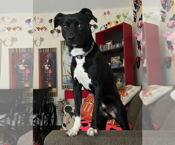 Medium Photo #1 Labrador Retriever Puppy For Sale in FRAMINGHAM, MA, USA