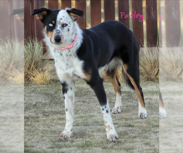 Medium Photo #4 Australian Shepherd-Unknown Mix Puppy For Sale in Cranston, RI, USA