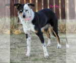 Small #3 Australian Shepherd Mix