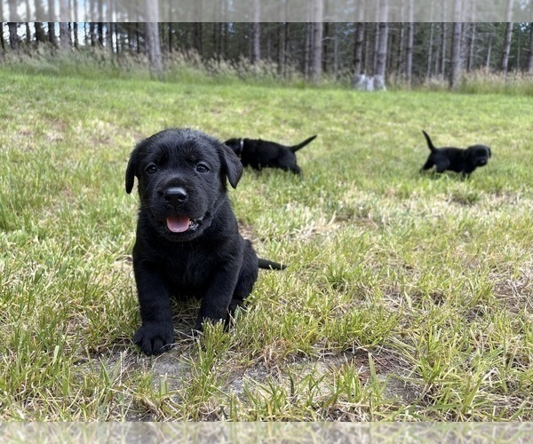 Medium Photo #5 Labrador Retriever Puppy For Sale in ONALASKA, WA, USA