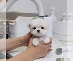 Small #4 Maltese