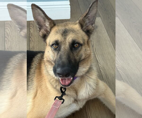 Medium Photo #2 German Shepherd Dog Puppy For Sale in Lighthouse Point, FL, USA