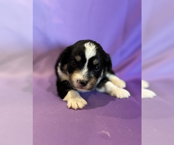 Medium Photo #2 Corgipoo Puppy For Sale in LONGMONT, CO, USA