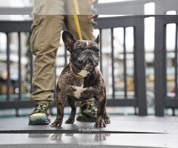 Medium Photo #1 French Bulldog Puppy For Sale in DICKERSON, MD, USA