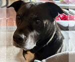Small #8 Labrador Retriever Mix