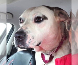 Lucy - Female Mutt Dog for Adoption - Photo #2