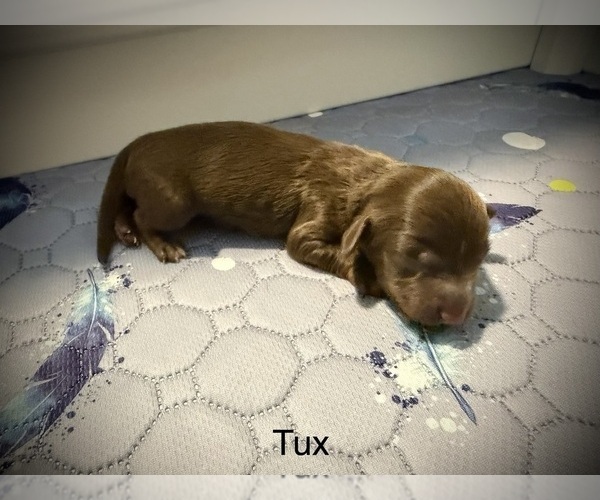 Medium Photo #1 Dachshund Puppy For Sale in ROCKWALL, TX, USA