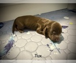 Puppy Tux Dachshund