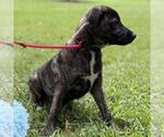 Small #1 Labrador Retriever Mix