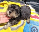 Small Photo #7 Schnauzer (Miniature) Puppy For Sale in BRYANT, AL, USA