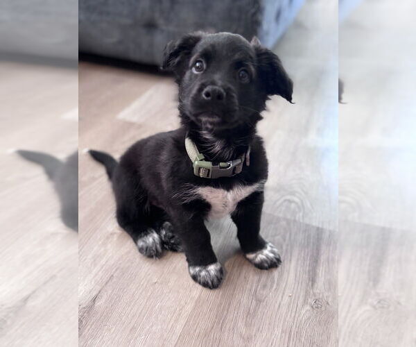 Medium Photo #3 Mutt Puppy For Sale in San Diego, CA, USA