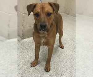 Labrador Retriever-Unknown Mix Dogs for adoption in Conroe, TX, USA