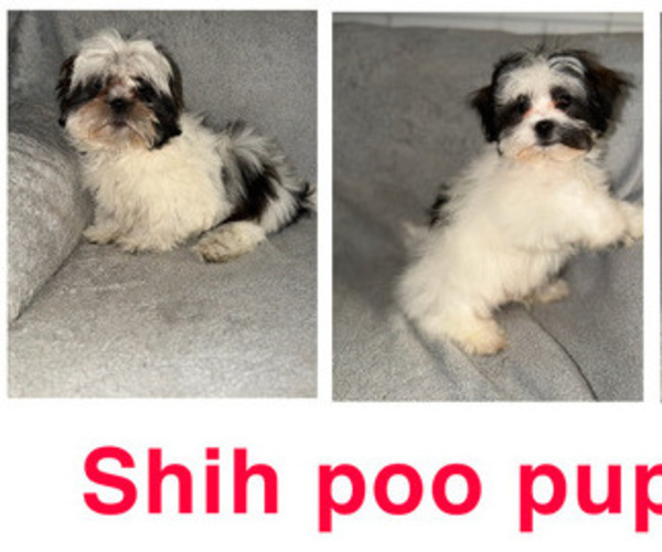 Medium Photo #1 Shih-Poo Puppy For Sale in DETROIT, MI, USA