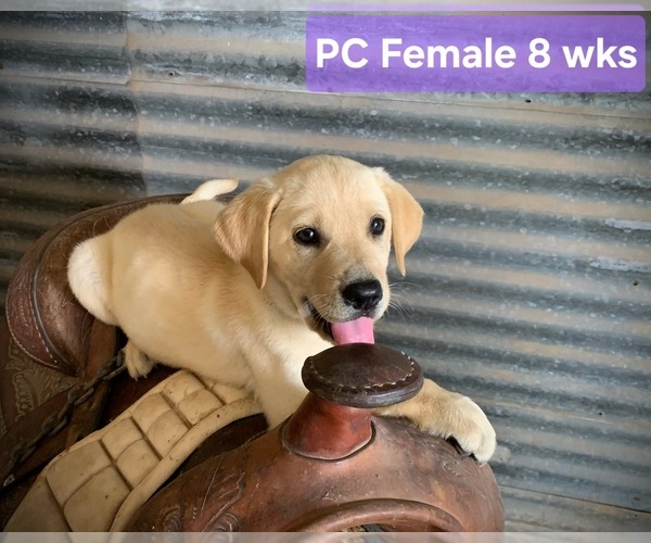 Medium Photo #8 Labrador Retriever Puppy For Sale in EDGEWOOD, TX, USA